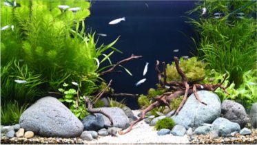 癒し効果絶大！美しいメダカ水槽を設置しました